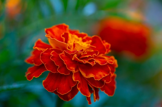 Orange marigolds flower on a green background on a summer sunny day macro photography