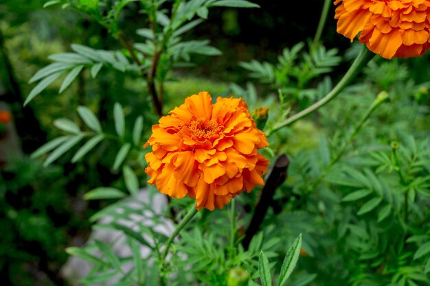 Orange marigolds in full bloom in the garden, sunshine, summer and spring.