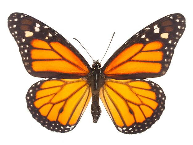 Photo orange monarch butterfly isolated on white