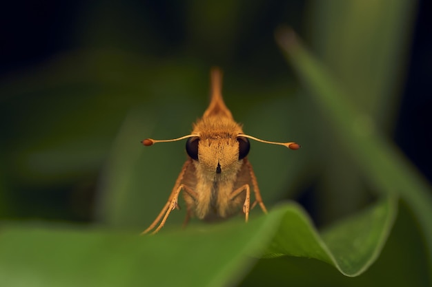 Orange moth perched on a green leaf