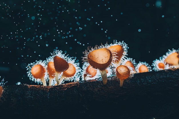 Orange mushroom ,Champagne mushroom or eyelash cup mushroom with sparkling droplets  in the forest