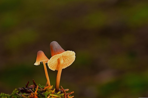 оранжевый гриб в лесу