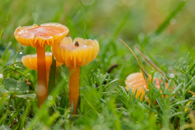 orange mushroom in the grass gliophorus