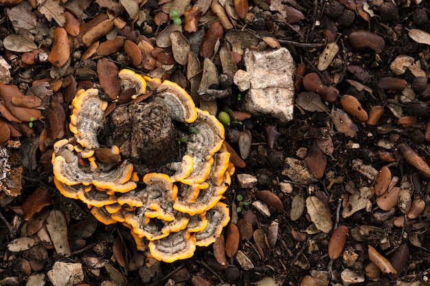 Orange mushrooms