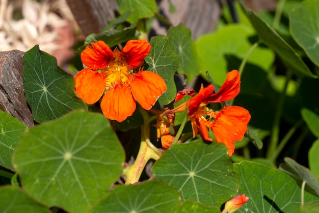 Orange Nasturtium flower Tropaeolum majus is edible and makes an attractive ground cover.