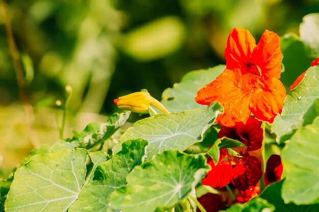 Orange nasturtium flowers in the garden