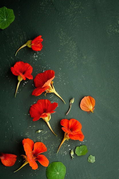 Orange nasturtium flowers and leaves on green