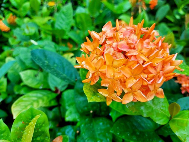 Orange needle flower in the garden