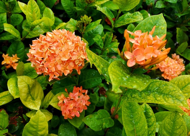 Orange needle flower in the garden