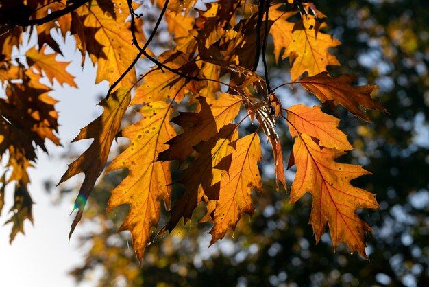 Orange oak foliage close up