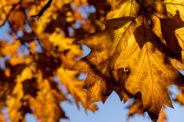 Orange oak foliage close up