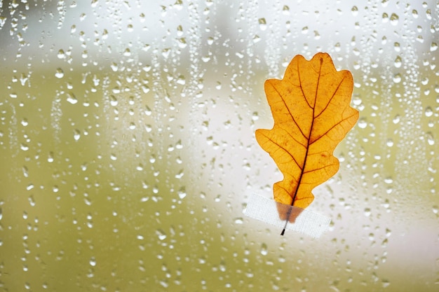 Orange oak leaf on window glass with rain drops in the autumn rainy day season is fall