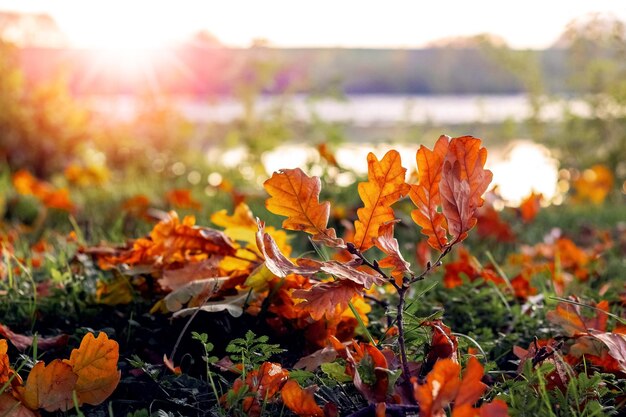 Orange oak leaves on the grass in the forest near the river in sunny evening weather