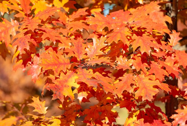 Orange oak leaves natural autumn background autumn beauty