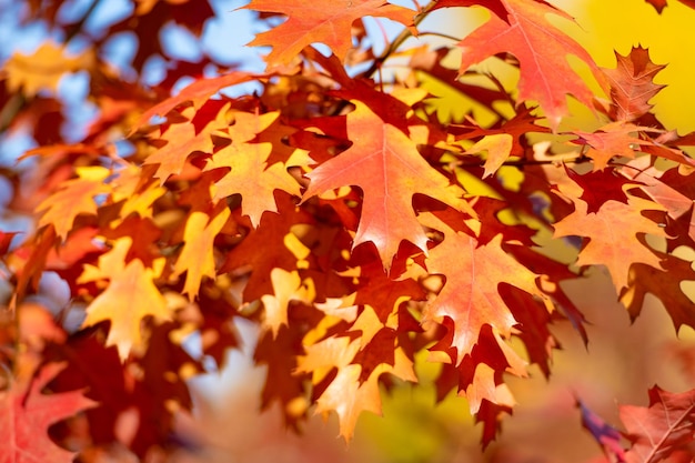 Orange oak leaves natural autumn background autumn branch