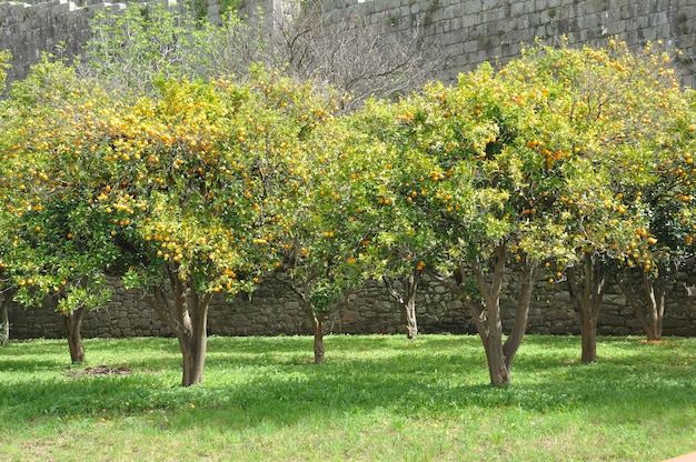 Orange orchard in Porto