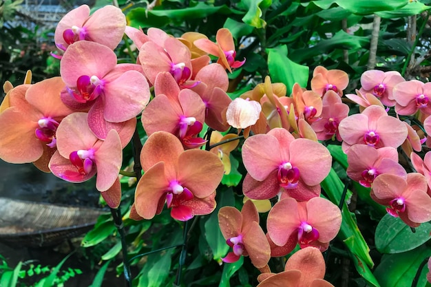 冬の胡蝶蘭の庭のオレンジ色の蘭の花。