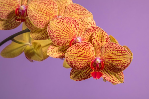Orange orchid on a lilac background close-up KV beauty