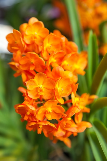 Orange Orchid