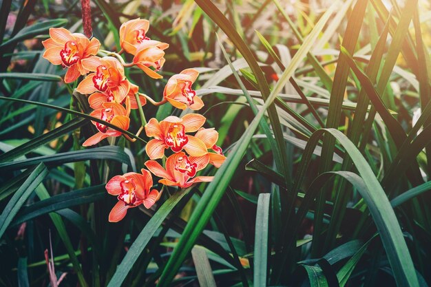 Orange orchids in botany garden