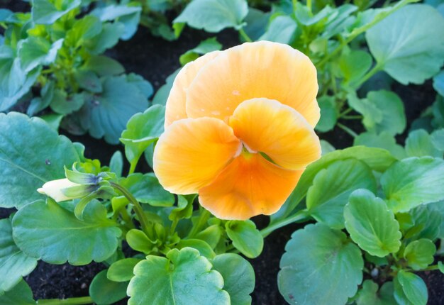 Orange pansies  blooming in the botanical garden