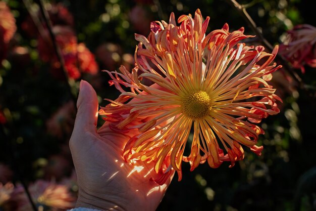 オレンジ色のパステル色のクリスアンテム 秋の細な花の花床のクローズアップ クリスアンテム