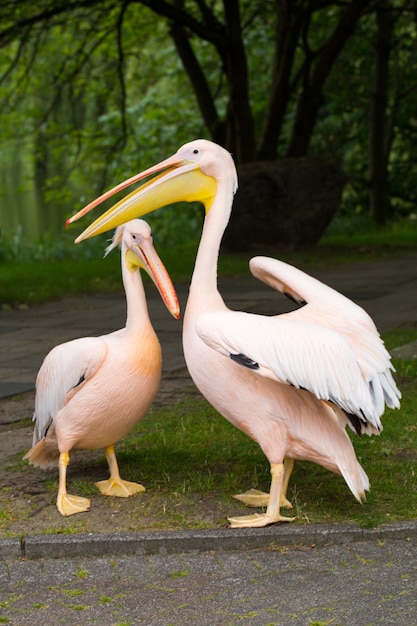 Orange Pelican. Big bird on the zoo.