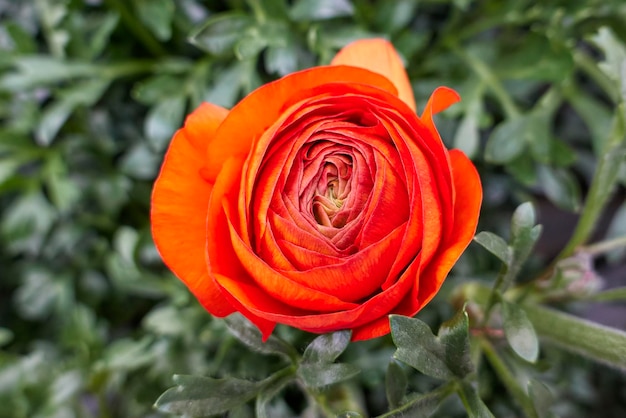 Photo orange peonia flower in bloom in spring