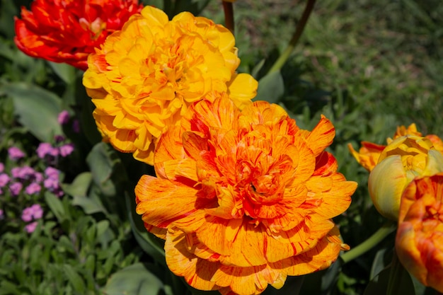 Orange peonyflowered Double Late tulips Tulipa Double Beauty of Apeldoorn bloom in a garden in April