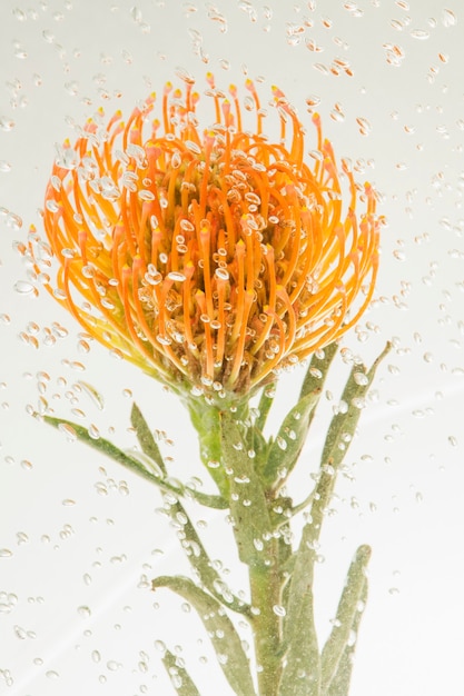 Orange pincushion protea with air bubbles