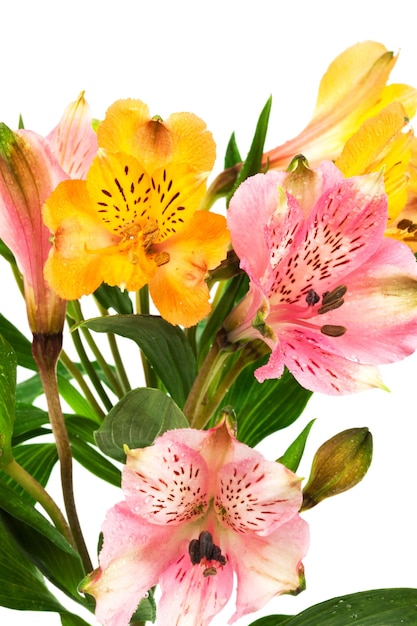 Orange and pink alstroemeria