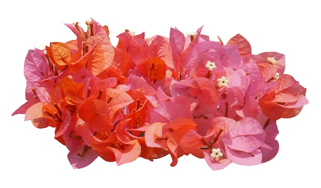 오렌지색과 분홍색의 부겐빌리아 꽃이 색 바탕에 분리되어 있습니다.