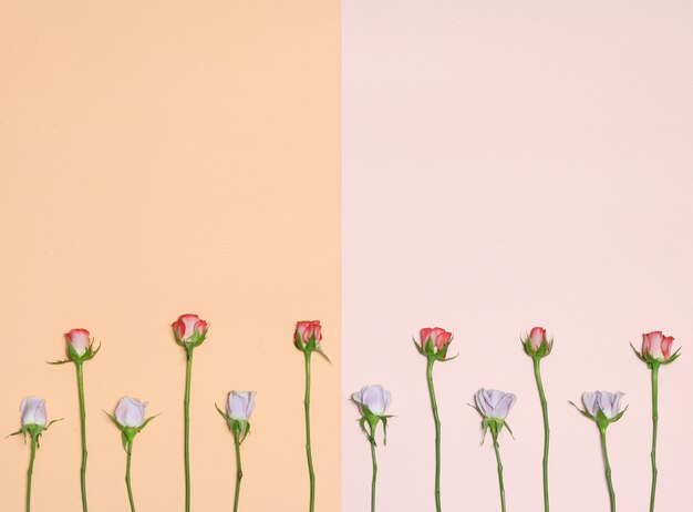 Orange and pink frames with white and red roses