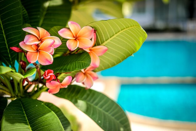 Orange pink plumeria frangipani flower. 