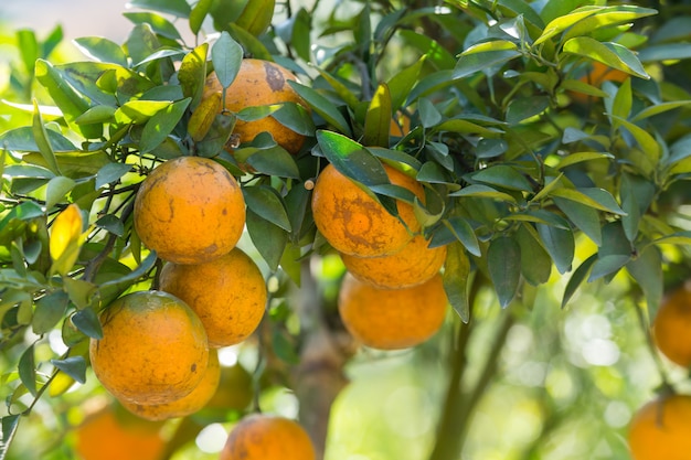 Orange plantation garden