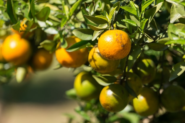 Foto giardino di piantagioni arancioni