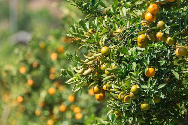 Orange plantation garden