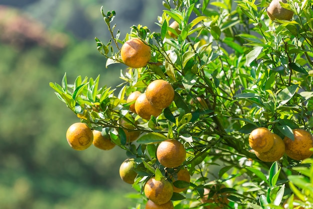 Photo orange plantation garden