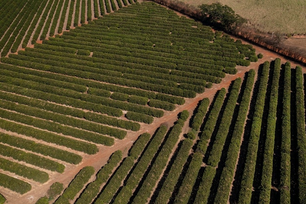 Orange plantation seen from above