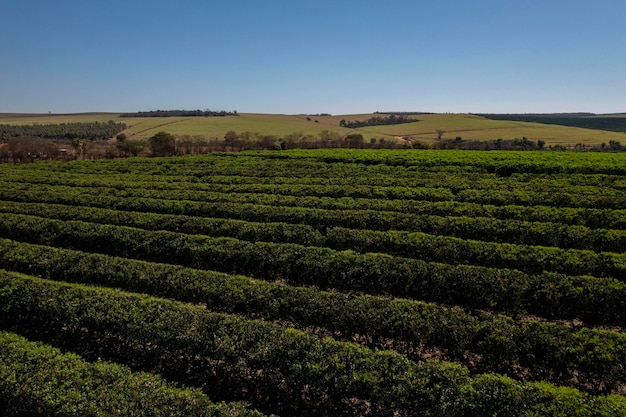 Orange plantation in sunny day seen from above