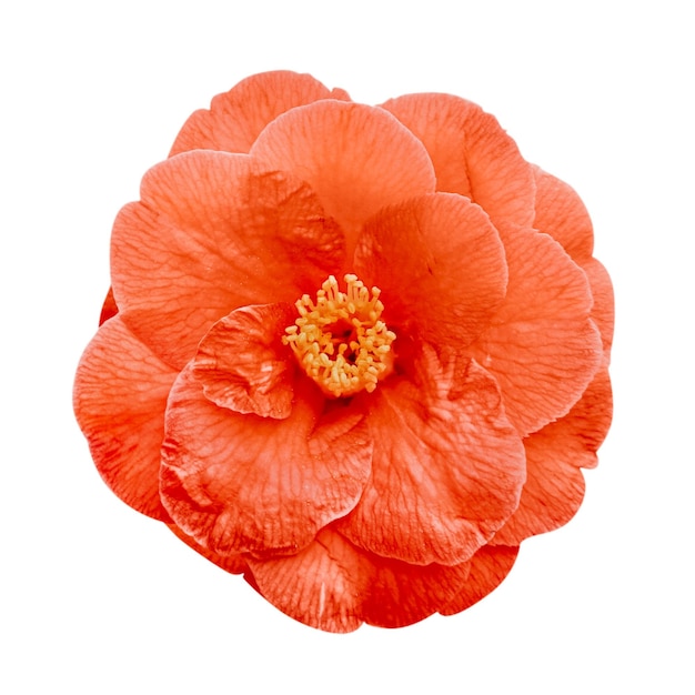 橙色 png 花朵开花透明的背景