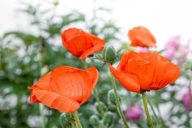 Orange poppies flowers over green grass in summer