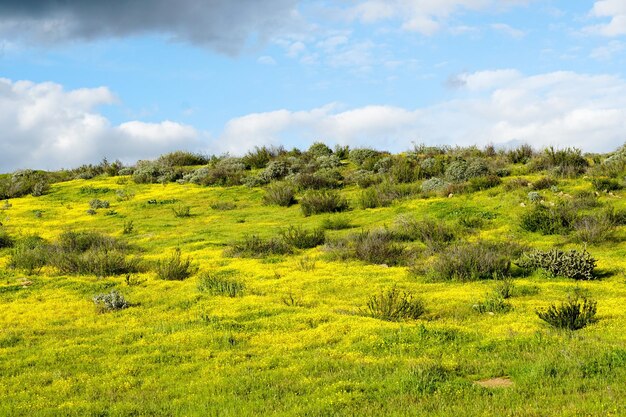 カリフォルニアのスーパー ブルームの春のシーズン中に緑の山のオレンジ色のケシの花。