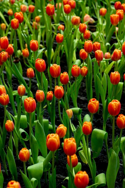 写真 夏のオレンジのマクピーの花 オピウムのマクピー畑