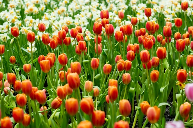 Orange poppy flowers in summer Opium poppy field