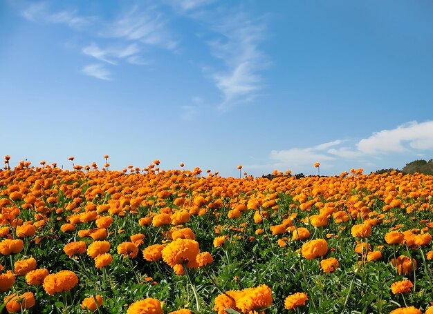 Orange pot marigold field with blue sky