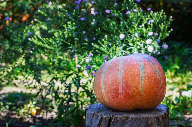 Orange pumpkin on the background of nature autumn harvest halloween theme