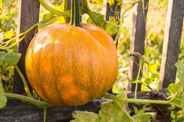 An orange pumpkin, on a bed in green foliage against the background of an old fence. We are close to being ready for harvesting. Typical autumn rural scene.