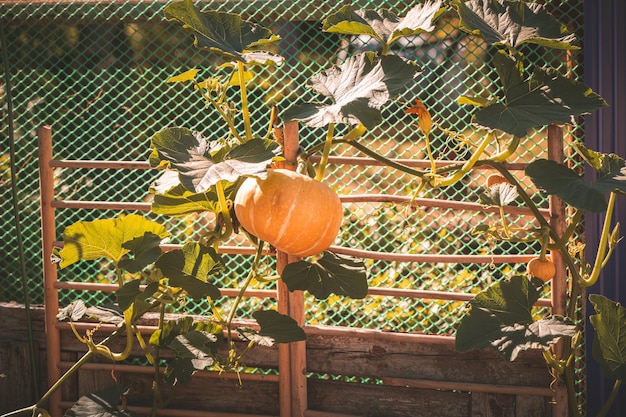 Photo orange pumpkin on the bed harvest