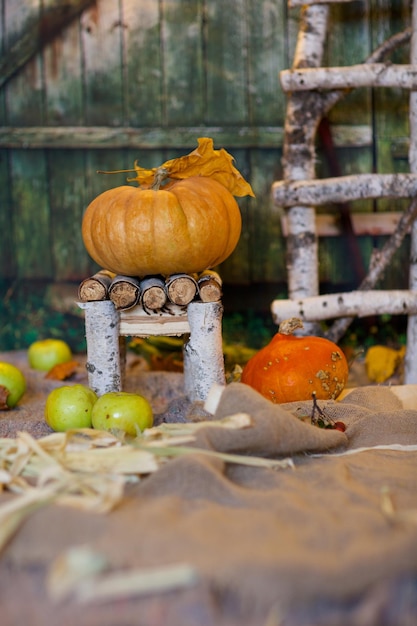 Orange pumpkin on a birch tree wood chair. Closeup